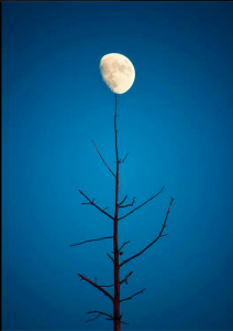 Tree and Moon