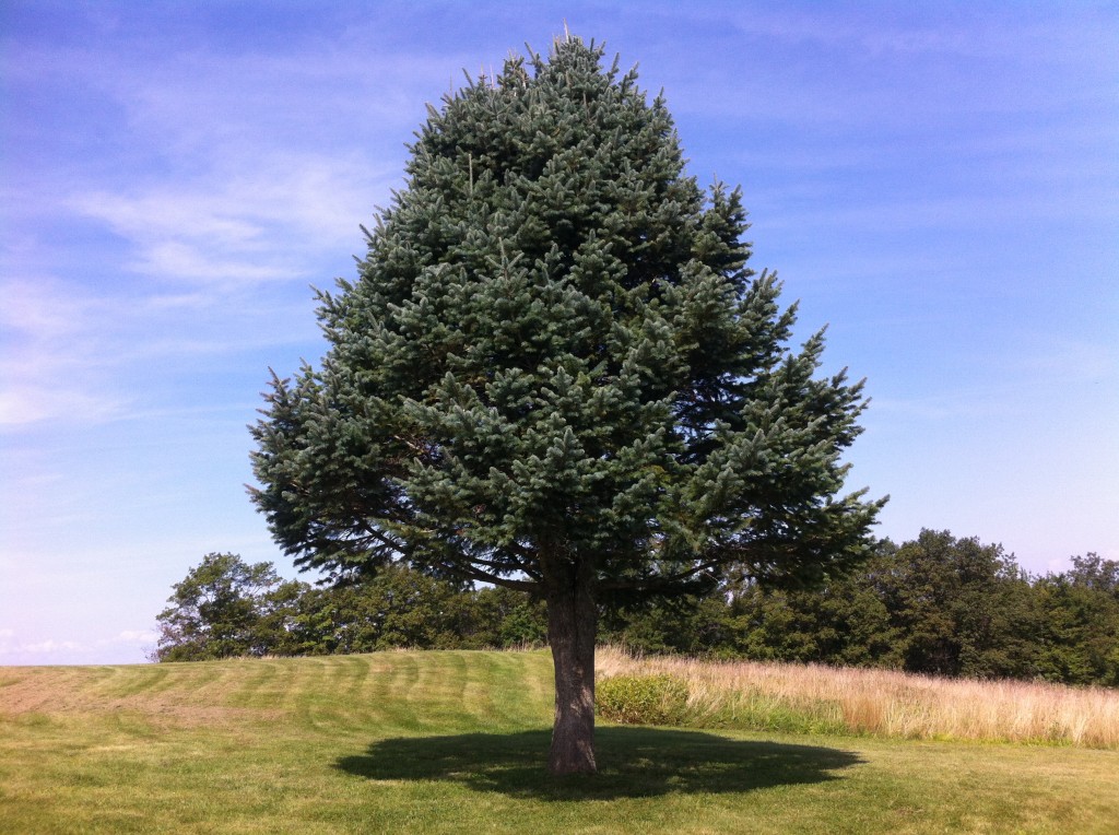 A fir tree on my second walk at the Quabban Reservoir in Massachusetts